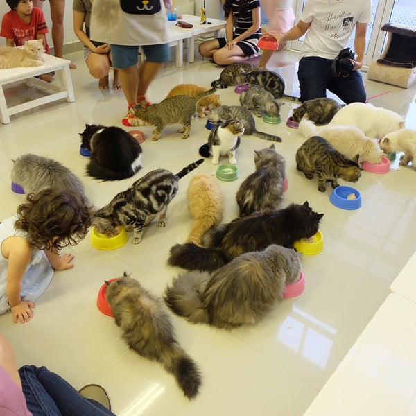 Lots of cats here! Recommended for cat lovers. Kitty honey toast is nice but breads are quite hard. Affogato is also nice! If you want to see the  cats having dinner, you should come at 6pm.