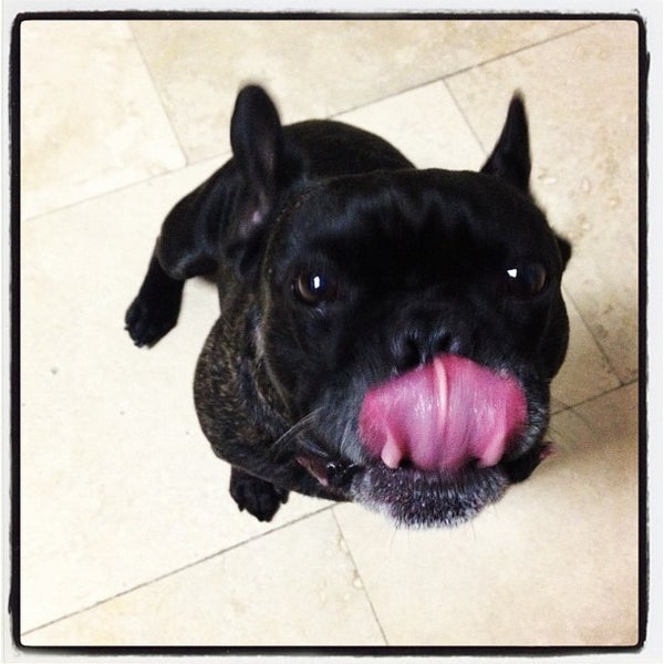 Усталая собака. Черный королевский дог. Порода королевский дог. Порода собак королевский дог. Порода great dane.