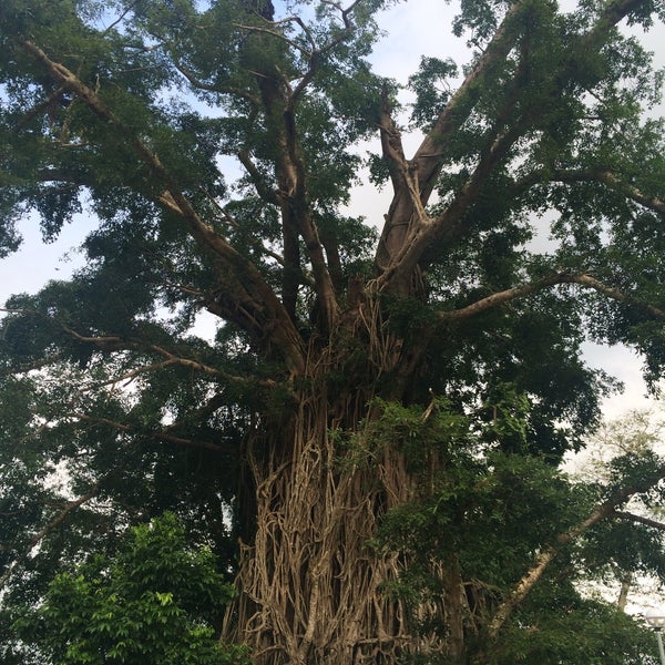 Photo taken at Biggest Balete Tree in Asia by Juhannahrey V. on 3/27/2016
