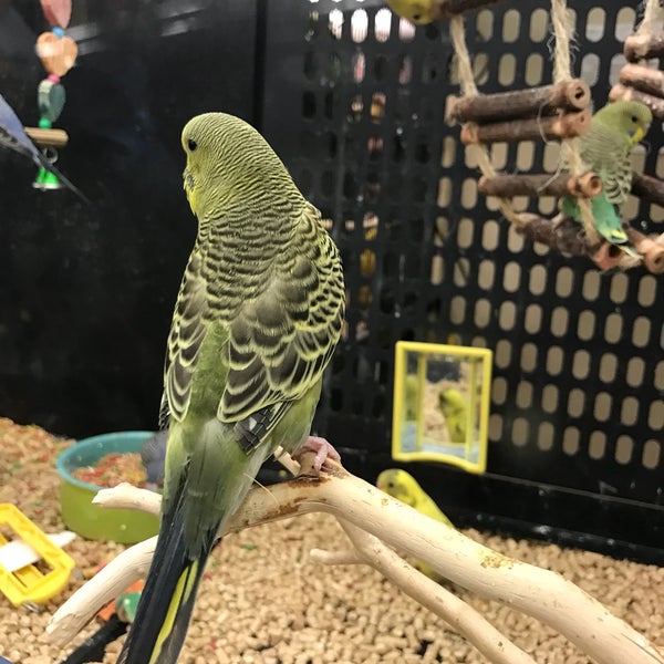 petsmart bird road