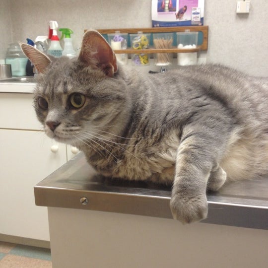 Animed Pet Hospital Dedham, MA