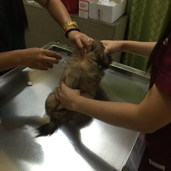 grand ave pet clinic