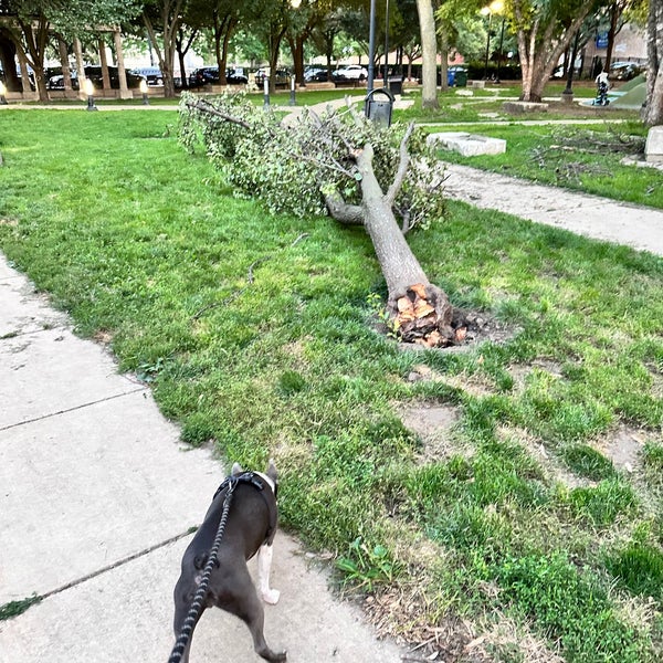 Coliseum Park Dog Park in Chicago