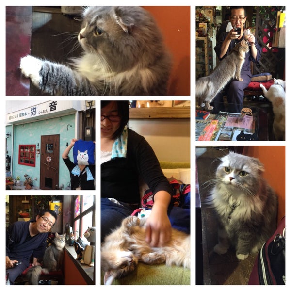 Photos At 猫カフェ 猫音 にゃおん Pet Cafe In Osaka