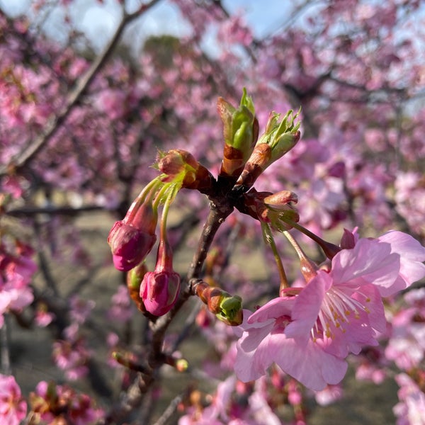 清水船越堤公園 Park