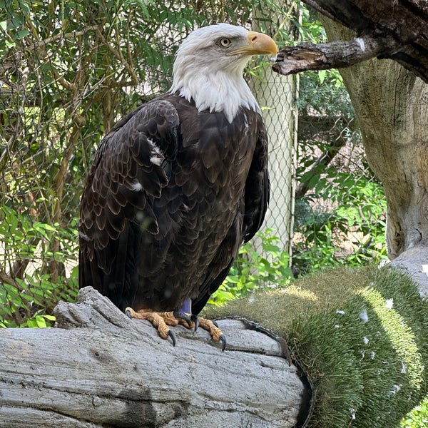 7/31/2023 tarihinde Amy B.ziyaretçi tarafından Elmwood Park Zoo'de çekilen fotoğraf