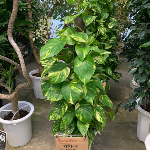 久山植木 本店 久山町の園芸用品店