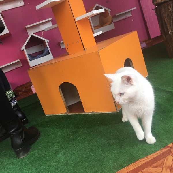 Van Kedi Evi 2810 ziyaretçidan 26 tavsiye