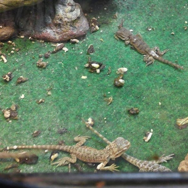 Exotic ARC Pet Supplies Store in Saint Louis