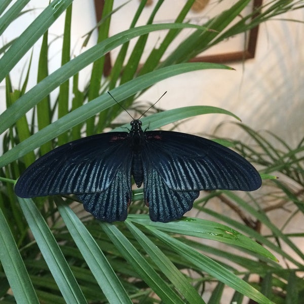 2/7/2015にАнна Л.がМузей живых бабочек «Тропический рай»で撮った写真
