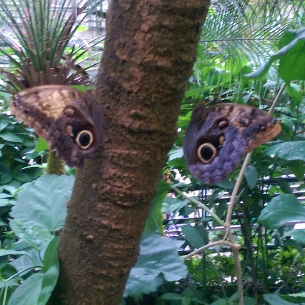 Photo taken at Butterfly Pavilion by Moi M. on 8/7/2017