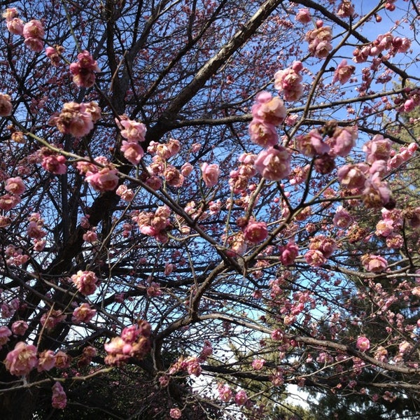 Don't miss the apricot tree near the entrance - it is the first to bloom in the spring.