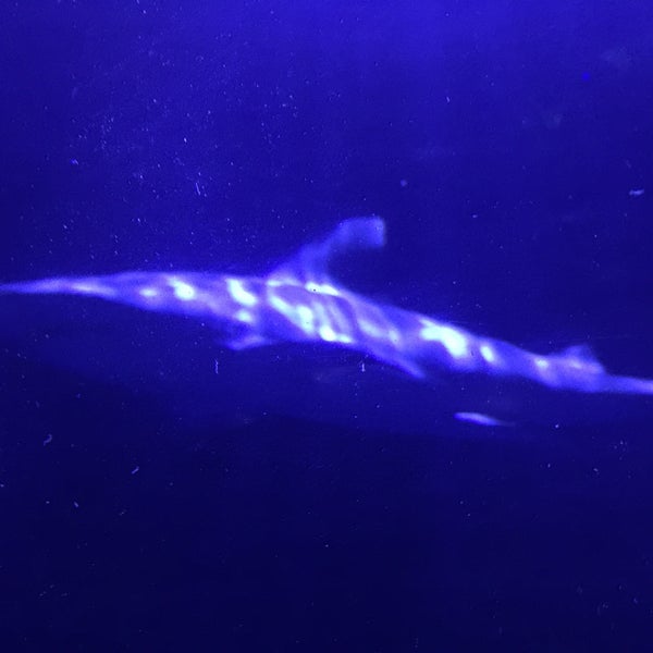 Foto diambil di Oklahoma Aquarium oleh marty b. pada 3/14/2019