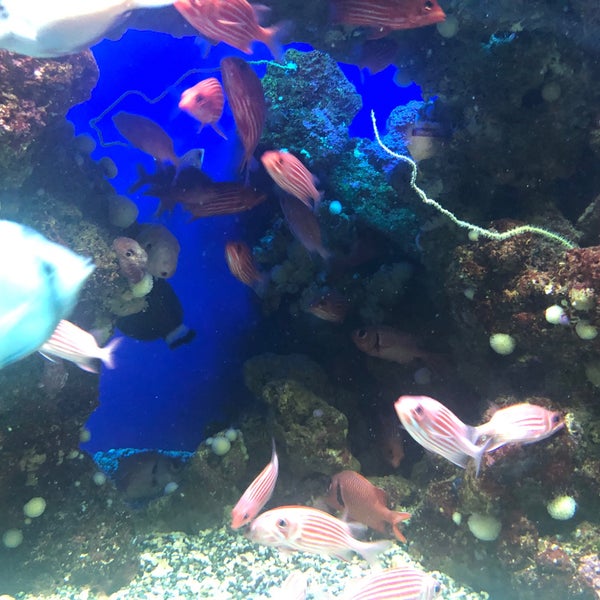 Снимок сделан в Maui Ocean Center, The Hawaiian Aquarium пользователем Shaina N. 11/28/2019