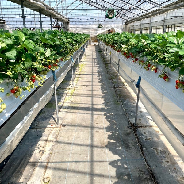 池田観光果樹園 Fruit Vegetable Store