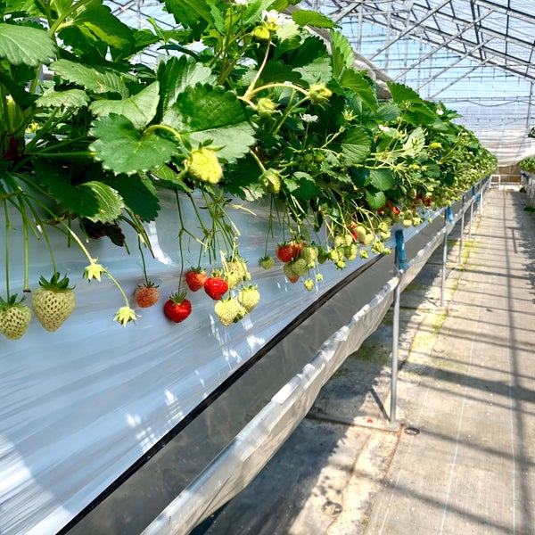 池田観光果樹園 Fruit Vegetable Store