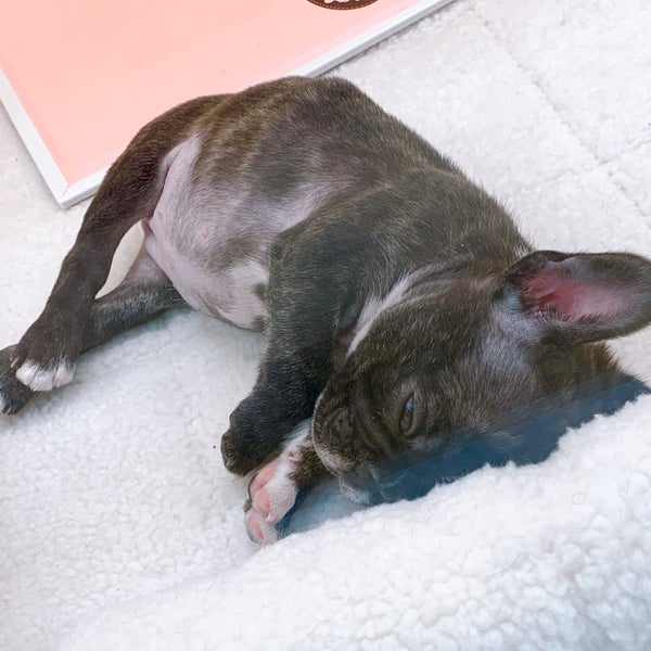 Fotos En Pet Ami Tienda De Mascotas En 新潟市