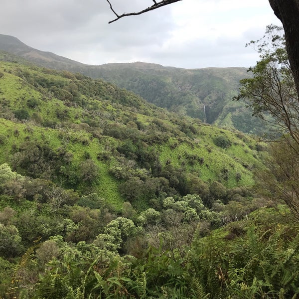 Jungle loop. Jungle loop