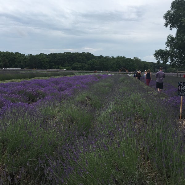 7/1/2016에 Valeria I.님이 Lavender By the Bay - New York&#39;s Premier Lavender Farm에서 찍은 사진