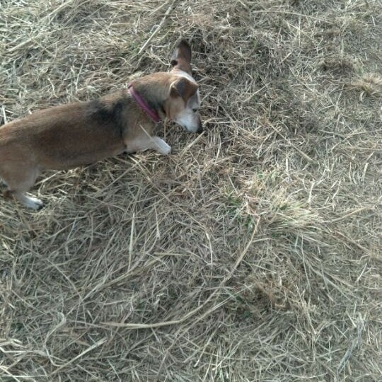 Walnut Creek Dog Park Dog Park in Papillion
