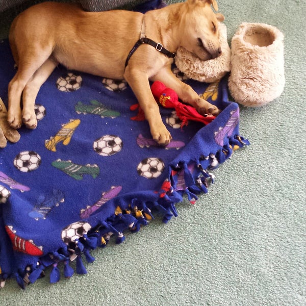 Petco Centennial Hills 5 tips