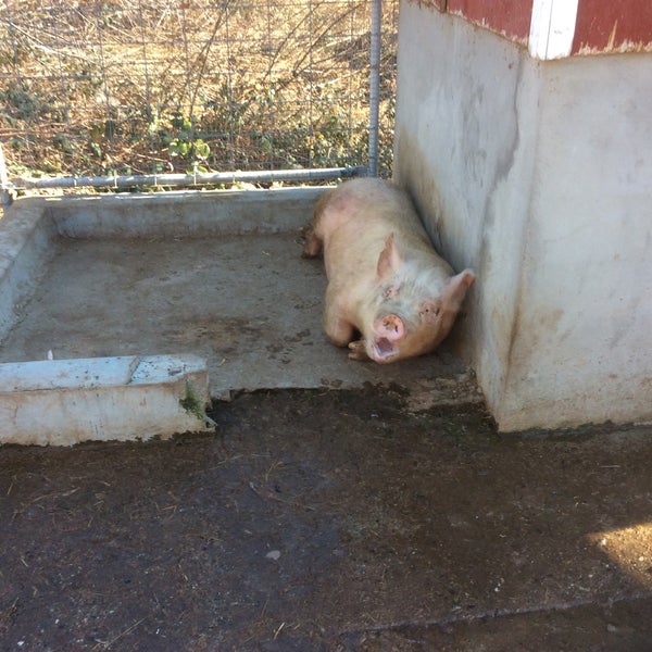 Cover's Apple Ranch Tuolumne, CA