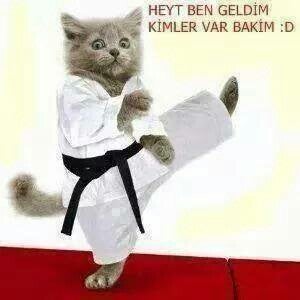Котик каратист