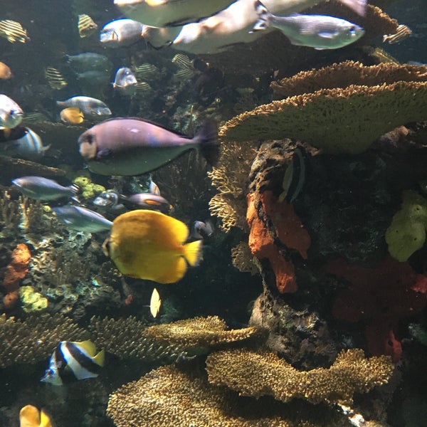 Photo taken at Ripley&#39;s Aquarium by Alia G. on 9/2/2017
