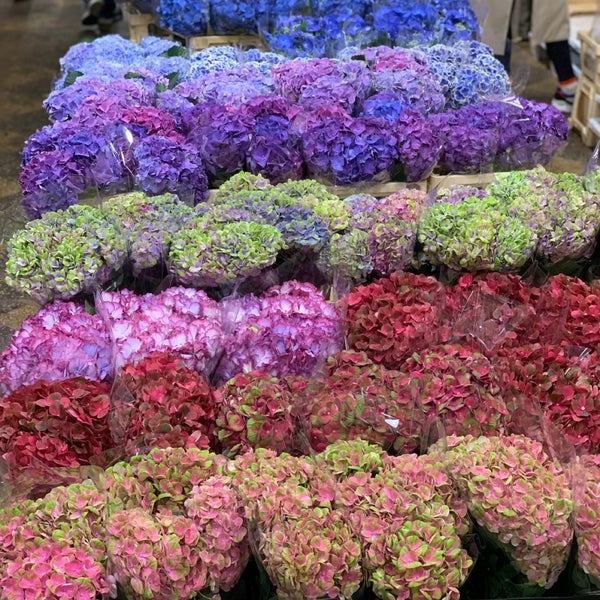 Dutch Flower Line Chelsea 2 tips