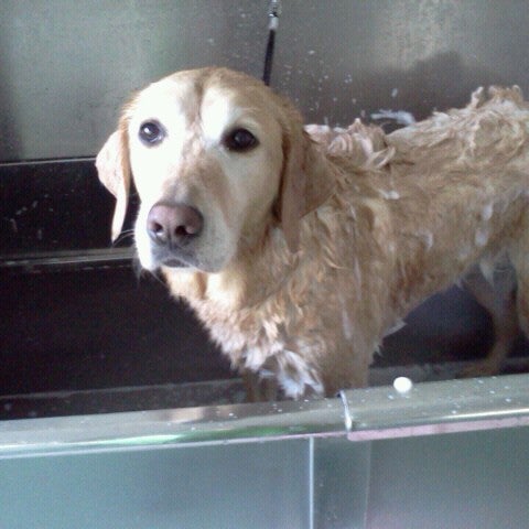 Doggy Daycare And Spa Lansing Mi