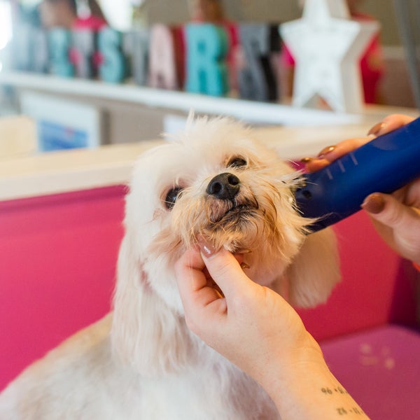 Pet Starz Resort and Pet Spa Fayetteville, NC