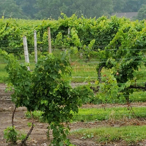 รูปภาพถ่ายที่ Casa Larga Vineyards &amp; Winery โดย Chris S. เมื่อ 7/29/2021