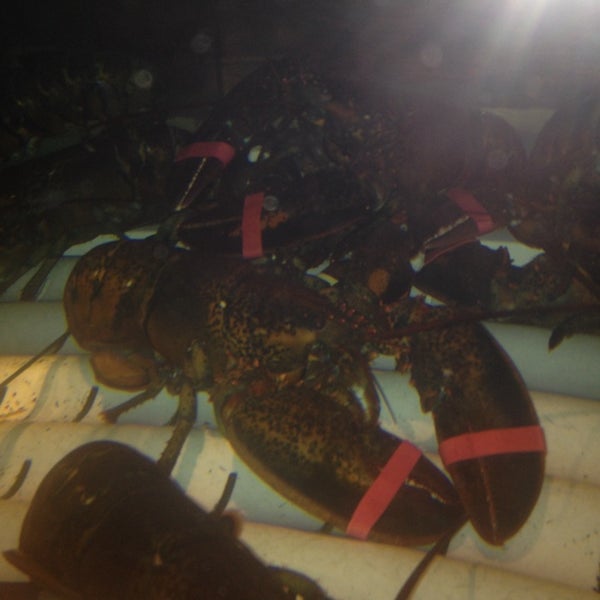 1/11/2014 tarihinde Kristal K.ziyaretçi tarafından Red Lobster'de çekilen fotoğraf