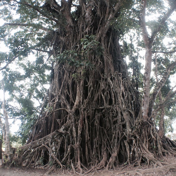 Photo taken at Biggest Balete Tree in Asia by Krizzialyn C. on 12/22/2014