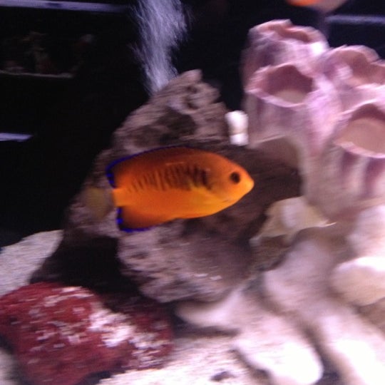 11/23/2012 tarihinde Darius W.ziyaretçi tarafından Old Town Aquarium'de çekilen fotoğraf