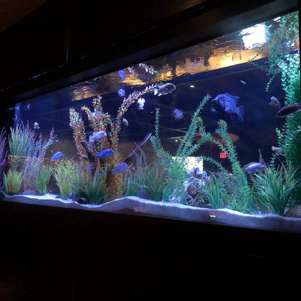 cheddars fish tank
