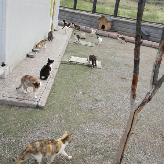 bestepeler kedi bakim evi artik kapali da fotograflar bestepeler kedi bakim evi artik kapali da fotograflar
