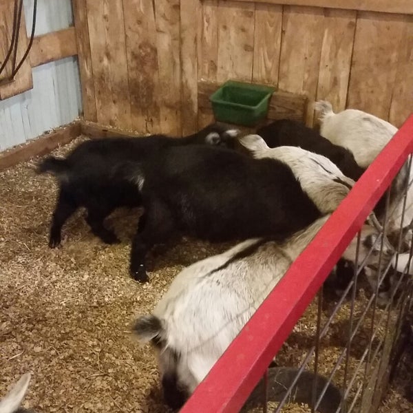 Granger's Christmas Tree Farm Farm