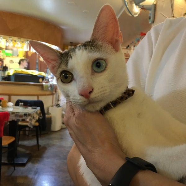 Photos At 小貓花園 Cafe In 士林區