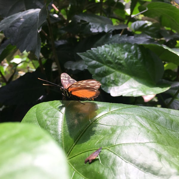 รูปภาพถ่ายที่ Butterfly Wonderland โดย Steve W. เมื่อ 5/13/2017