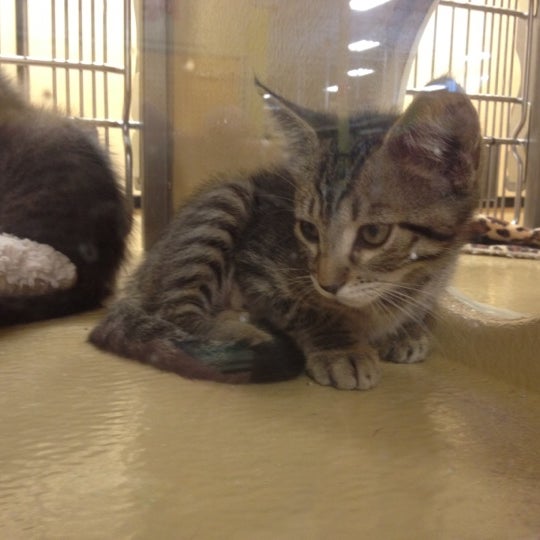 PetSmart Diplomat Cape Coral, FL