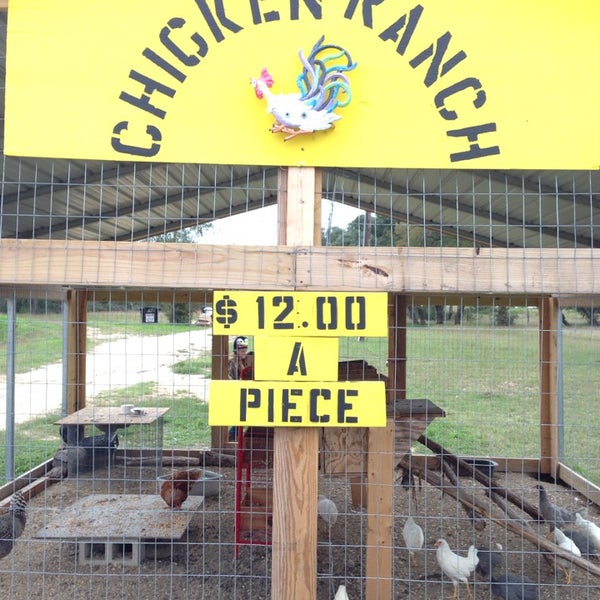 Chicken ranch. Chicken ranch. Chicken ranch. Королевское ранчо игра. Chicken ranch (nevada).