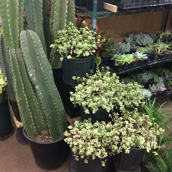 Bill's Flower Market, Inc. Flower Store in New York