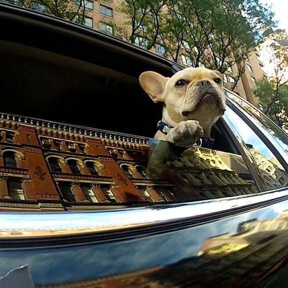 Best Parks For Dogs In New York