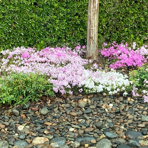 McDonald's - Fast Food Restaurant