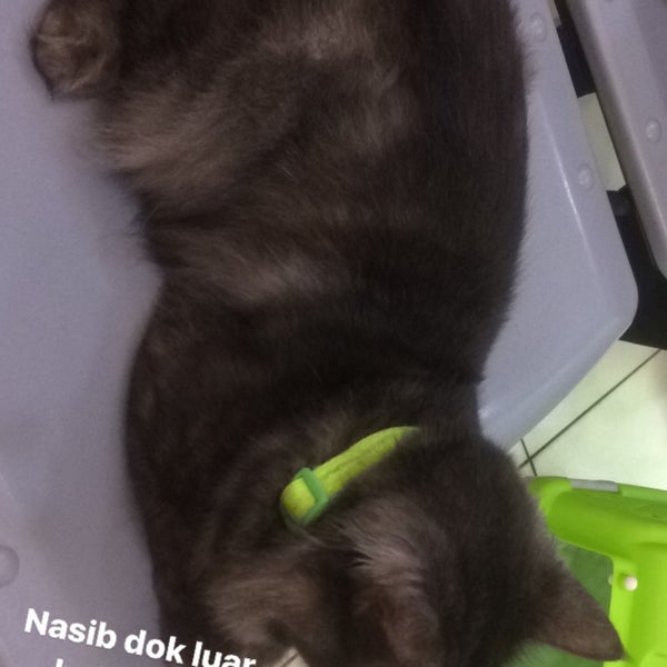 Maju Animal Clinic Kampung Sungai Putat