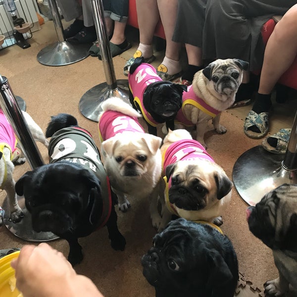 Photos At Living Room Pug Cafe Ukyo Ku 2 Tips From Visitors