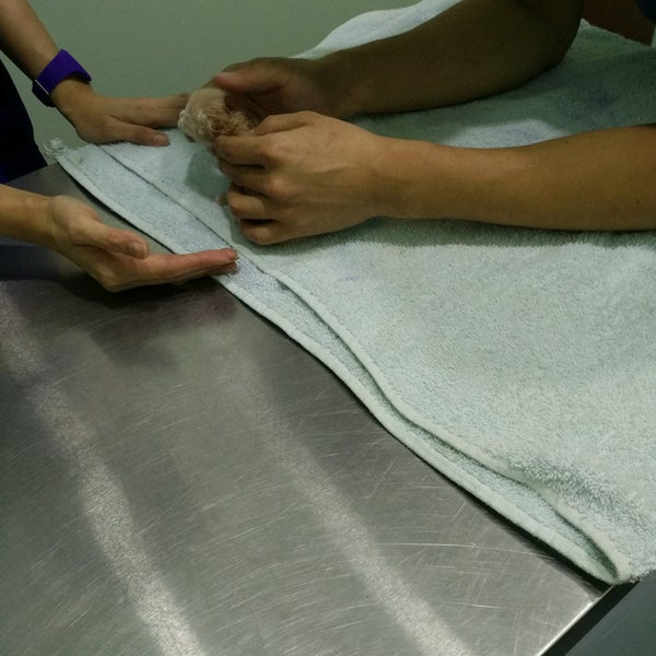 Klinik Haiwan Dan Surgeri Kota Damansara Pet Service