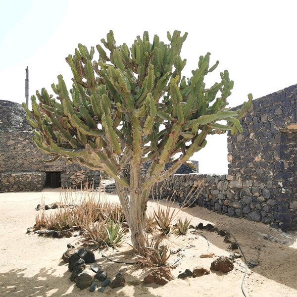 Das Foto wurde bei Fuerteventura von Vreni N. am 7/5/2021 aufgenommen