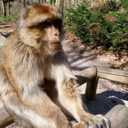 Photos At Montagne Des Singes Zoo